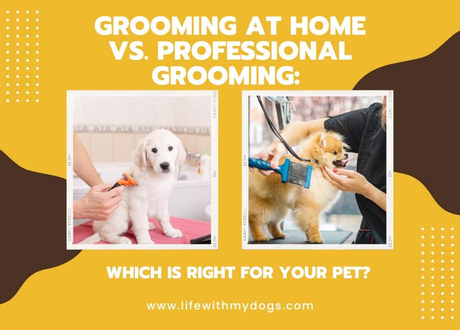 Grooming at Home vs. Professional Grooming: Which is Right for Your Pet?