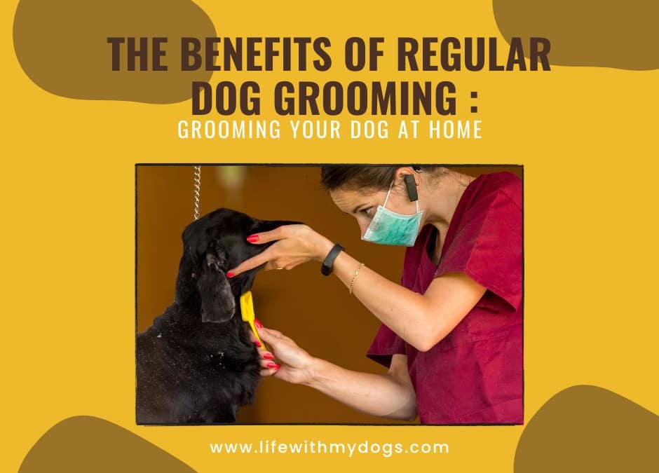 The Benefits of Regular Dog Grooming Grooming Your Dog at Home