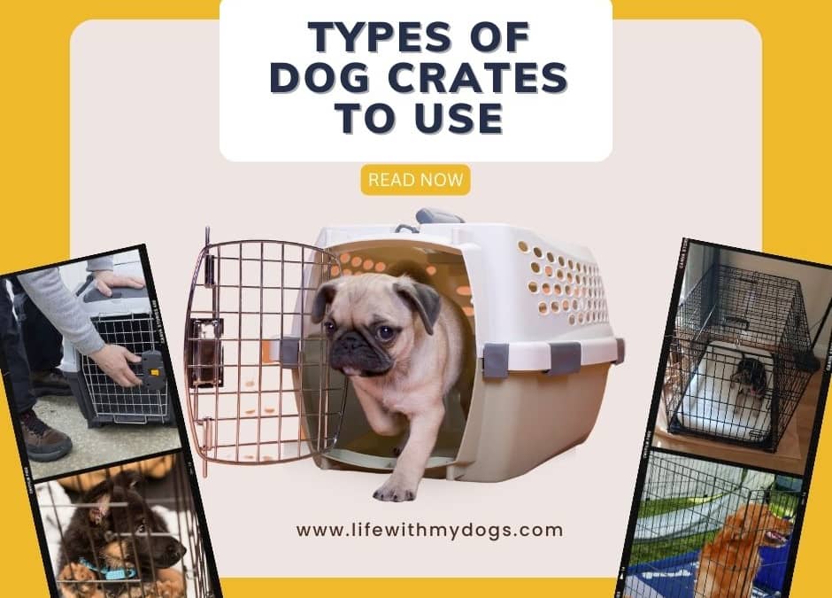 Types Of Dog Crates To Use