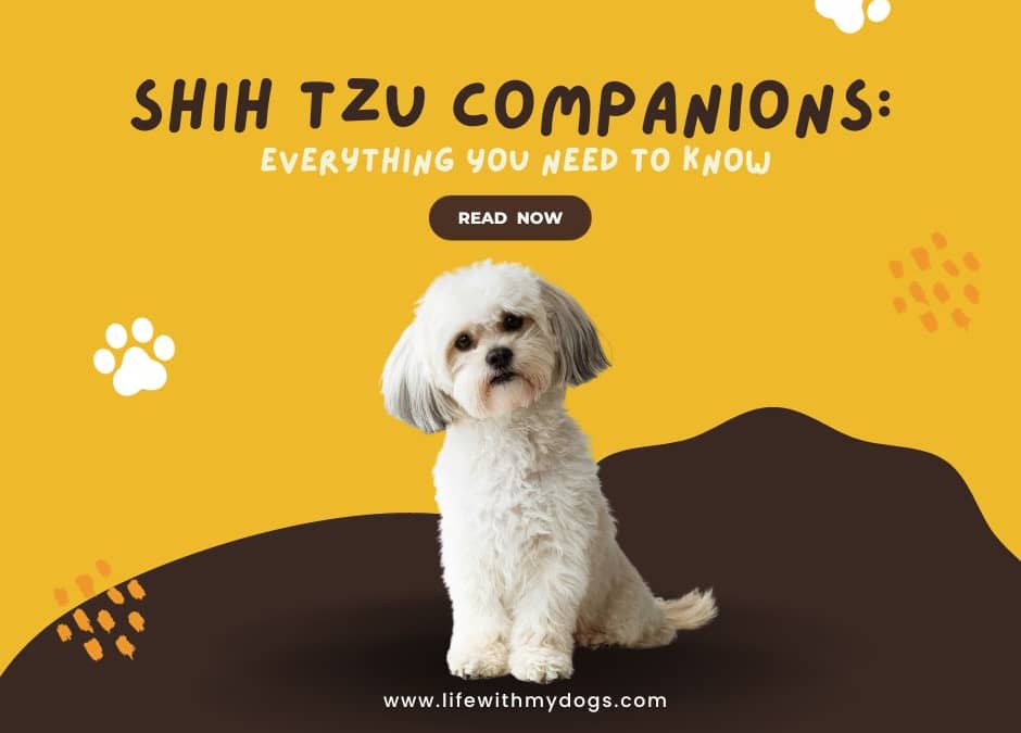 Shih Tzu Companions Everything You Need to Know