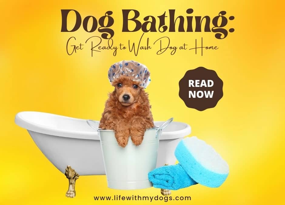 Dog Bathing Get Ready to Wash Dog at Home