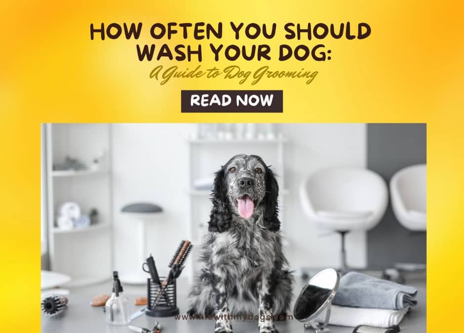 How Often You Should Wash Your Dog A Guide to Dog Grooming