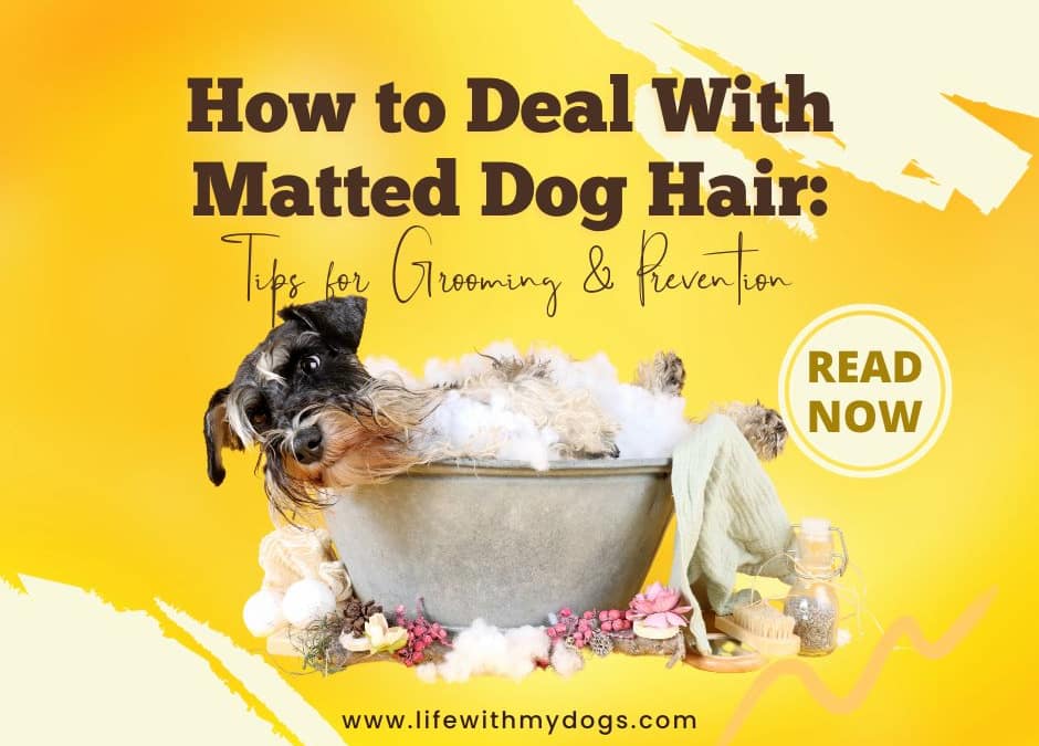 How to Deal With Matted Dog Hair: Tips for Grooming & Prevention