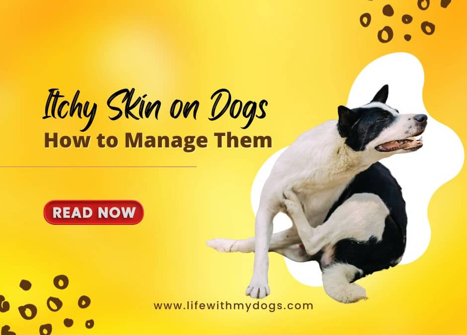 Itchy Skin on Dogs How to Manage Them