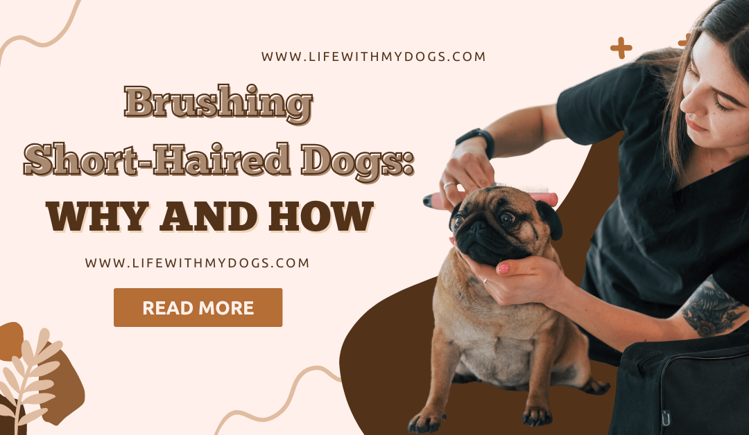 Brushing Short-Haired Dogs: Why and How