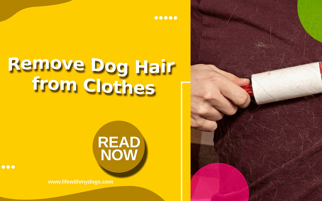 Remove Dog Hair from Clothes: Quick Tips