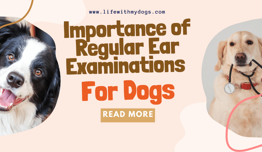 Importance of Regular Ear Examinations for Dogs