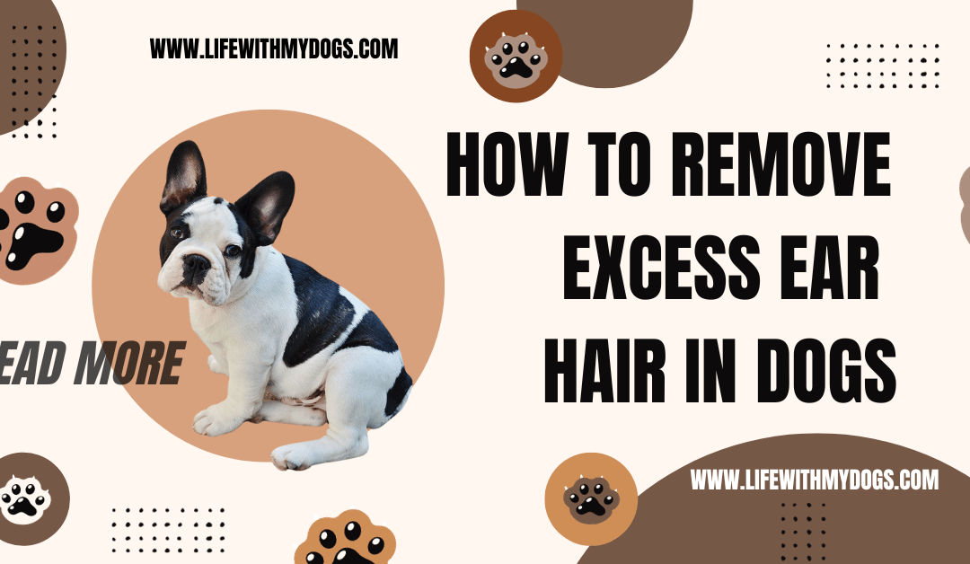 How to Remove Excess Ear Hair in Dogs