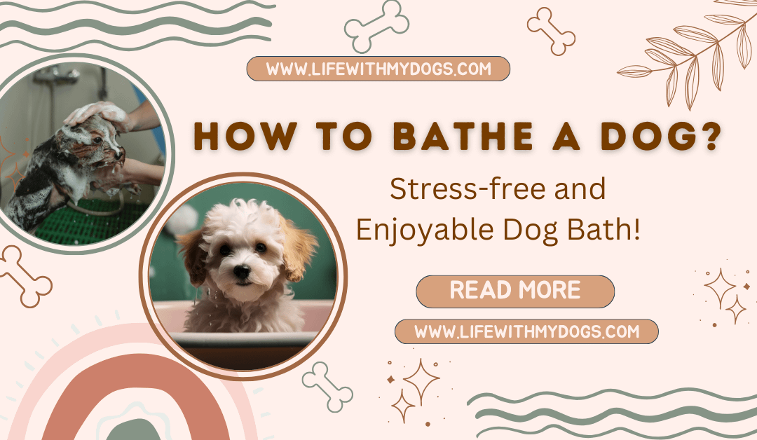 How to Bathe a Dog?  Stress-free and Enjoyable Dog Bath