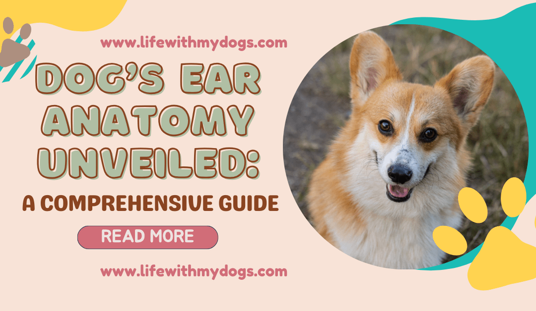 Dog’s Ear Anatomy Unveiled: A Comprehensive Guide