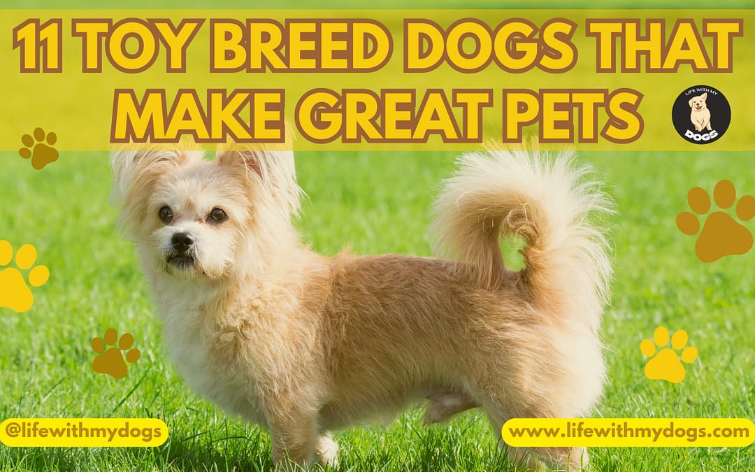 11 Toy Breed Dogs That Make Great Pets