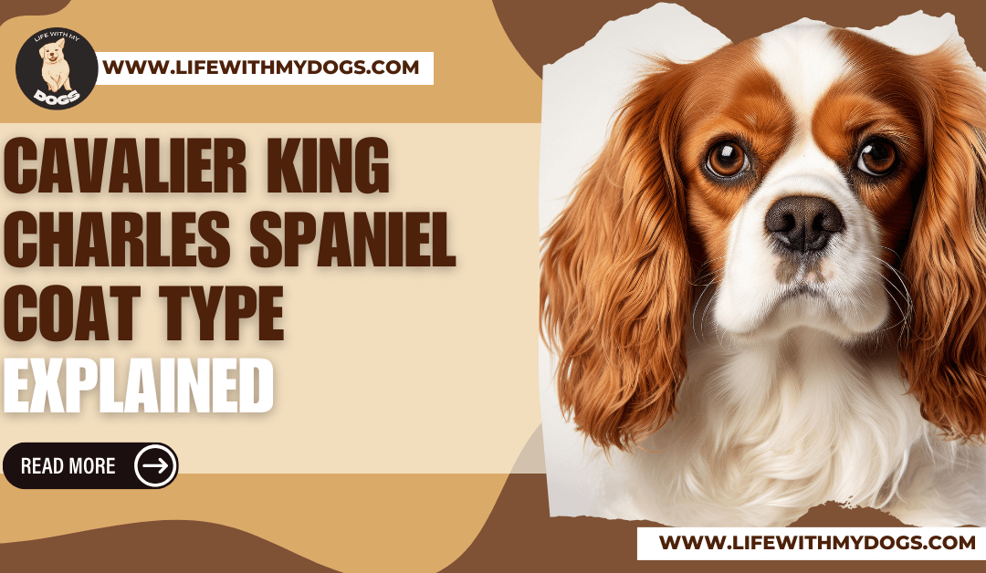 Cavalier King Charles Spaniel Coat Type