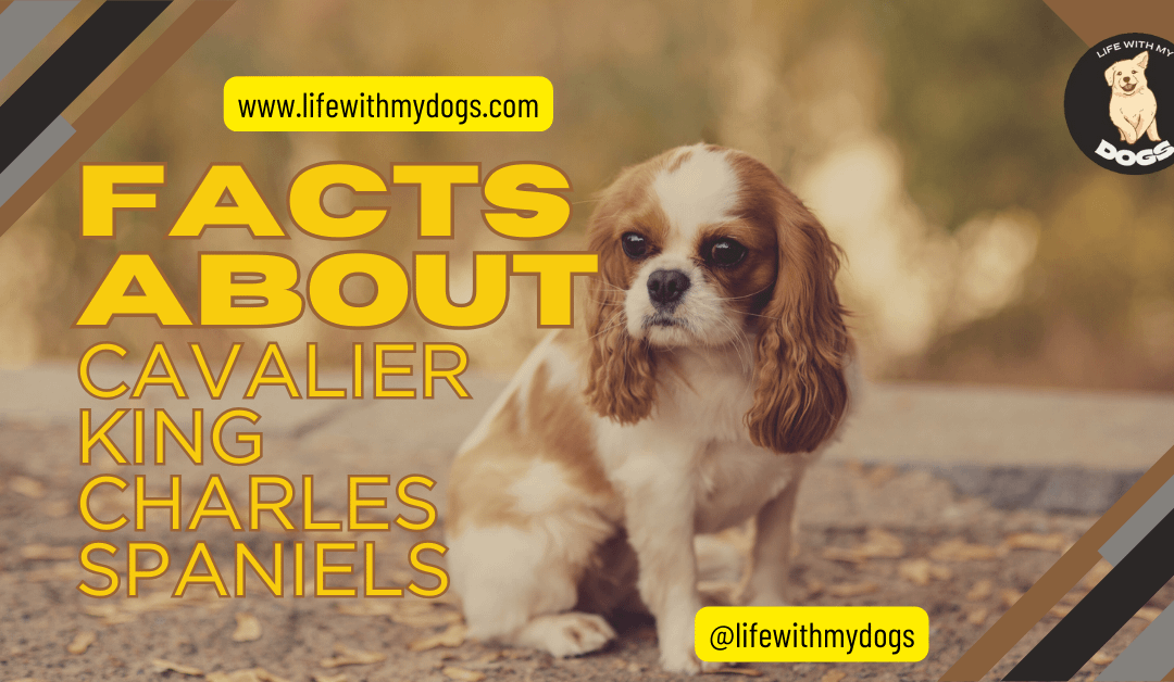 Facts About Cavalier King Charles Spaniels