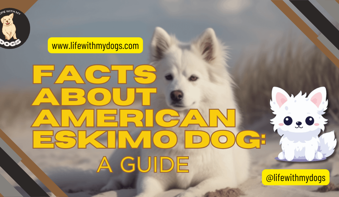 Facts About American Eskimo Dog: A Guide