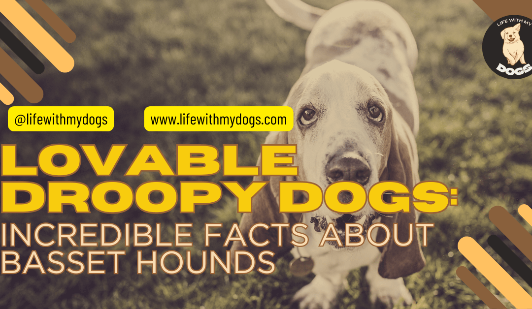 Lovable Droopy Dogs: Incredible Facts About Basset Hounds