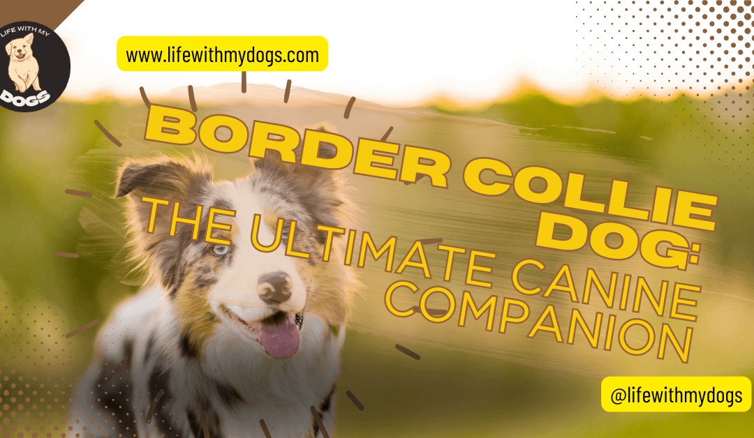 Border Collie Dog: The Ultimate Canine Companion