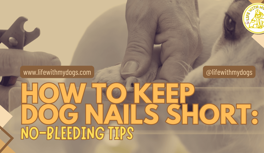 How to Keep Dog Nails Short: No-Bleeding Tips