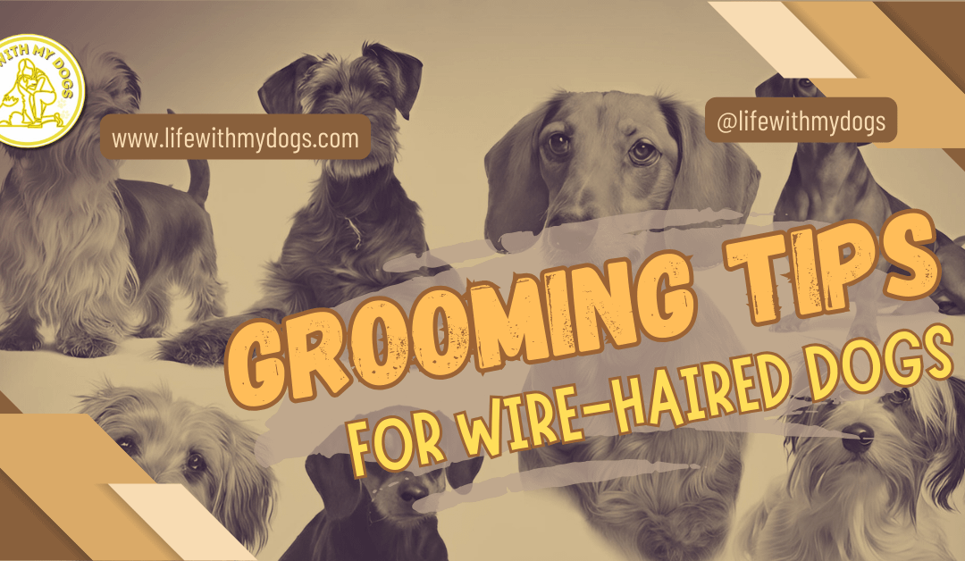 Grooming Tips for Wire-Haired Dogs