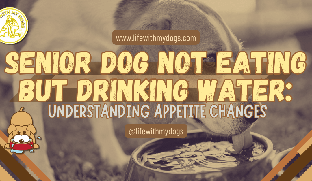 Senior Dog Not Eating But Drinking Water: Understanding Appetite Changes