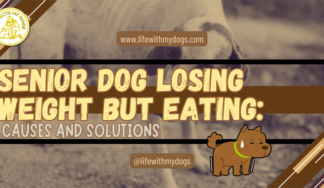 Senior Dog Losing Weight but Eating: Causes and Solutions