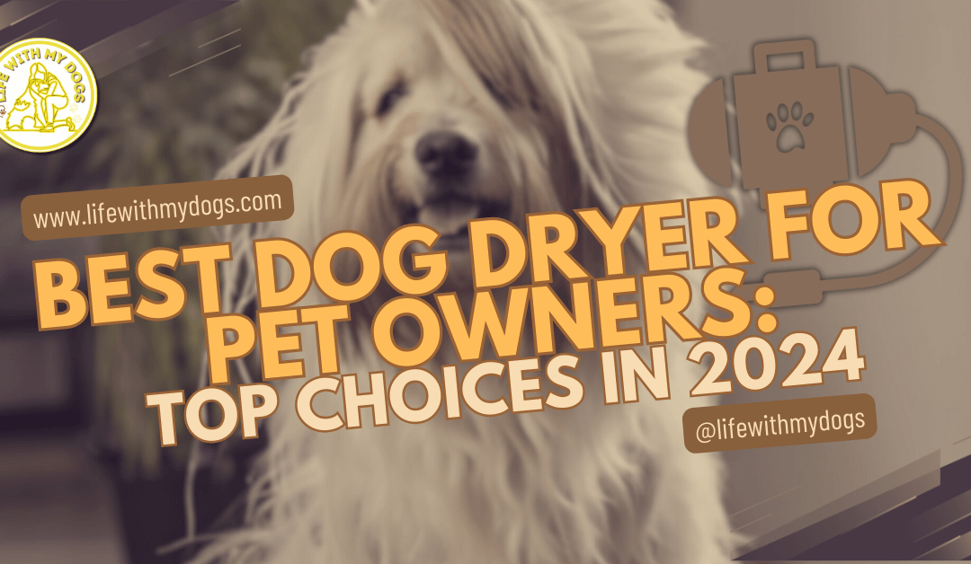 Best Dog Dryer For Pet Owners: Top Choices in 2024