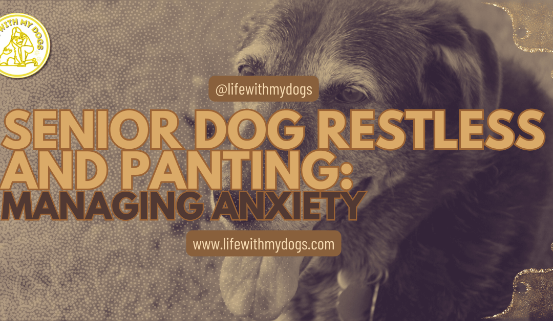 Senior Dog Restless and Panting: Managing Anxiety