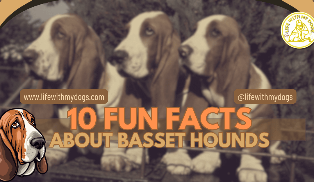 10 Fun Facts about Basset Hounds