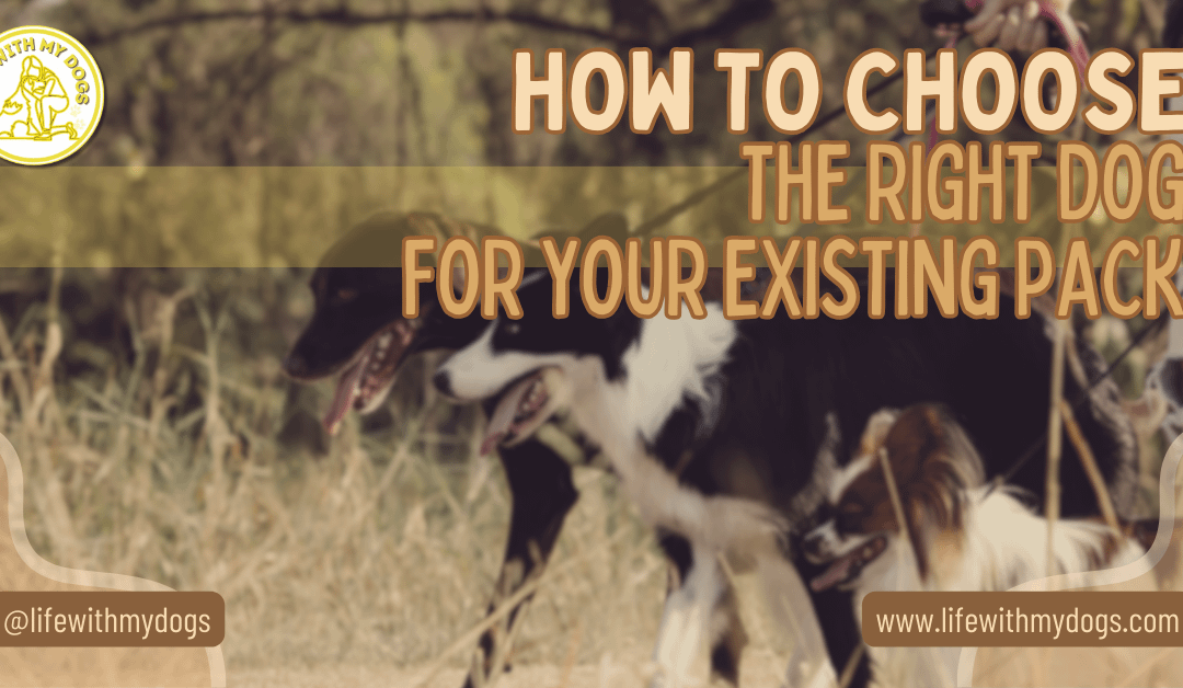 How to Choose the Right Dog for Your Existing Pack