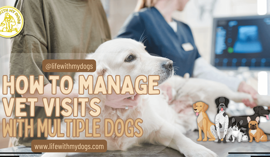 How To Manage Vet Visits With Multiple Dogs