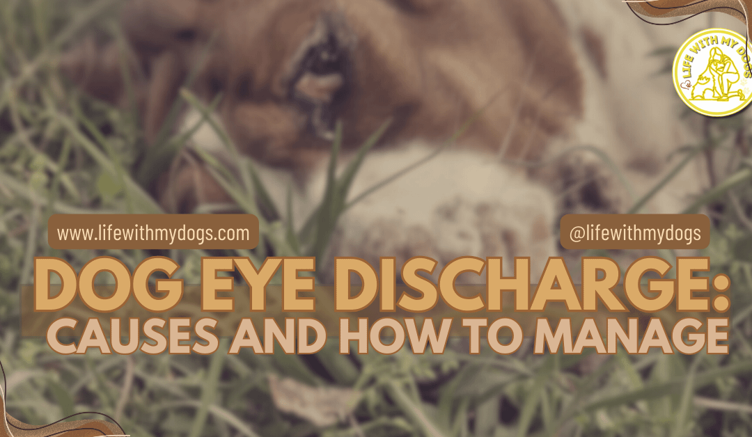 Dog Eye Discharge: Causes and How to Manage