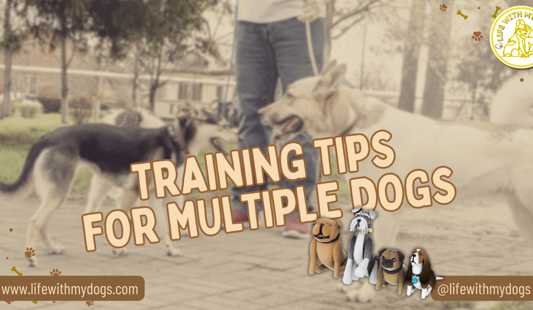 Training Tips for Multiple Dogs