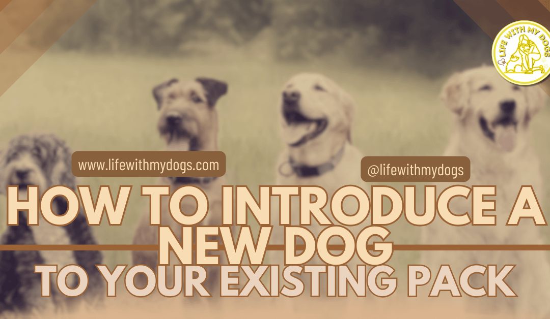 How To Introduce A New Dog To Your Existing Pack