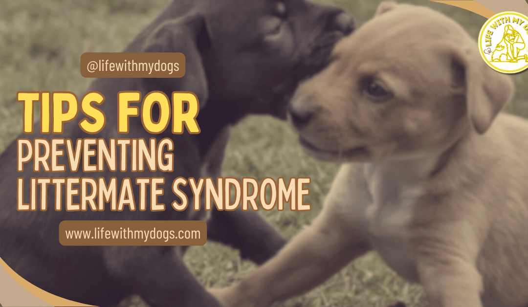 Tips For Preventing Littermate Syndrome