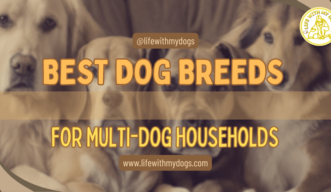 Best Dog Breeds For Multi-dog Households