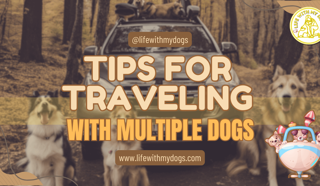 Tips For Traveling With Multiple Dogs: Fun Adventures