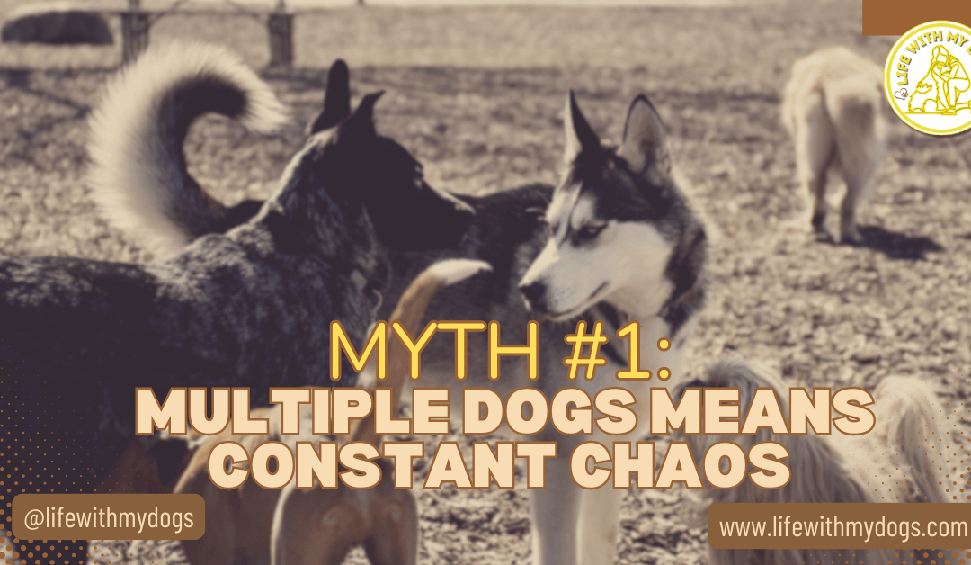 Myth #1: Multiple Dogs Means Constant Chaos