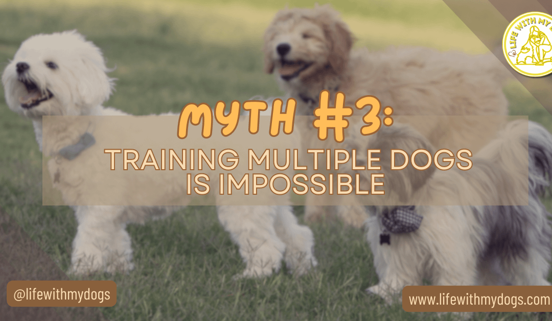 Myth #3: Training Multiple Dogs Is Impossible