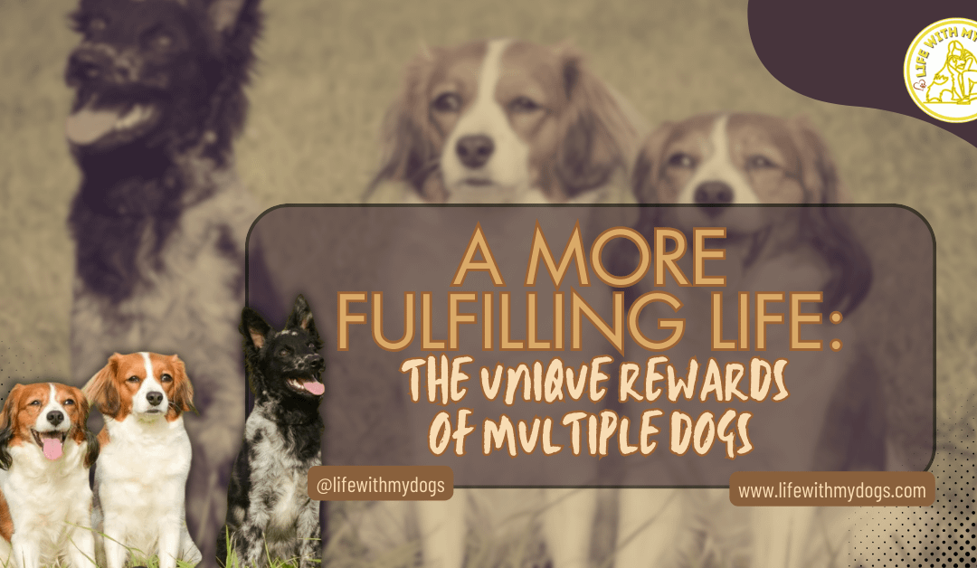 A More Fulfilling Life: The Unique Rewards Of Multiple Dogs