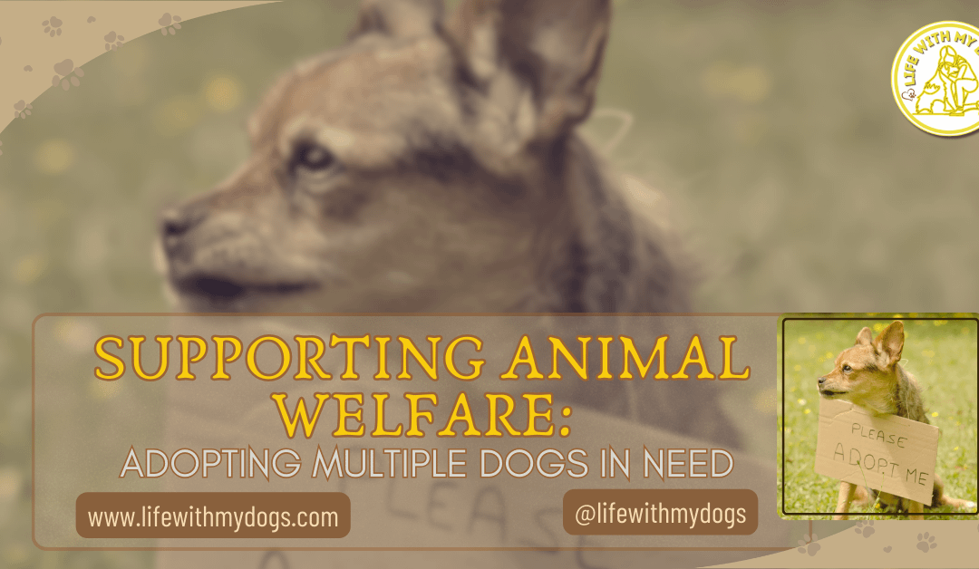 Supporting Animal Welfare: Adopting Multiple Dogs In Need