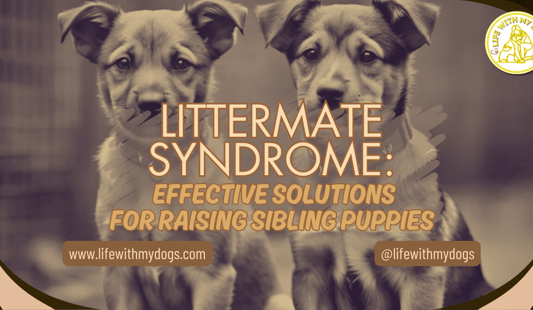 Littermate Syndrome: Effective Solutions For Raising Sibling Puppies