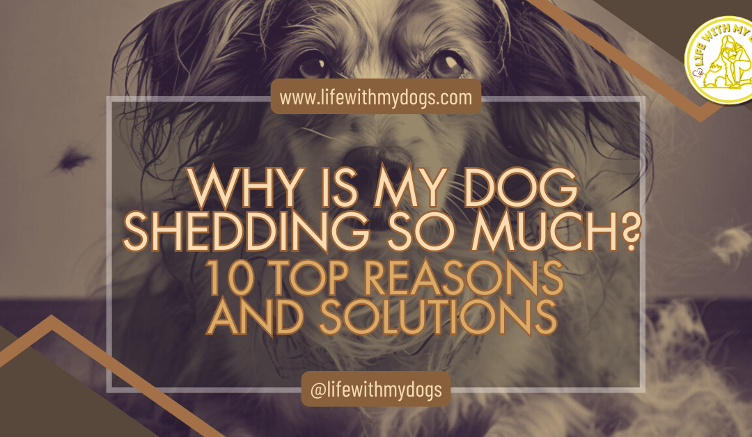 Why is My Dog Shedding So Much? 10 Top Reasons and Solutions