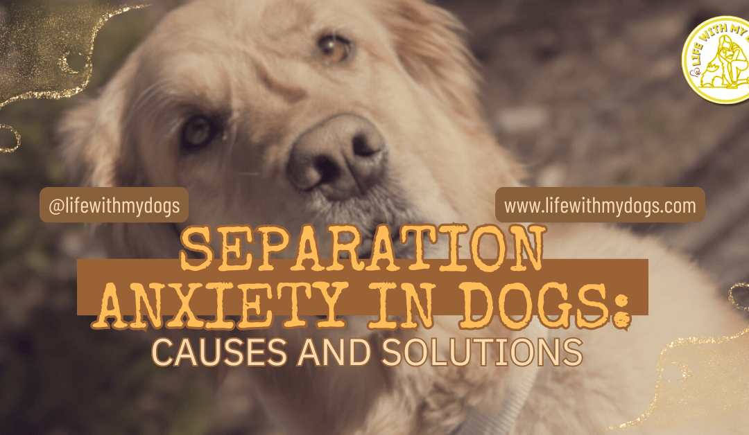 Separation Anxiety In Dogs: Causes And Solutions