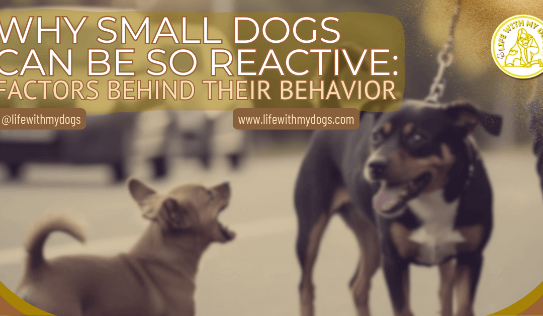 Why Small Dogs Can Be So Reactive: Factors Behind Their Behavior