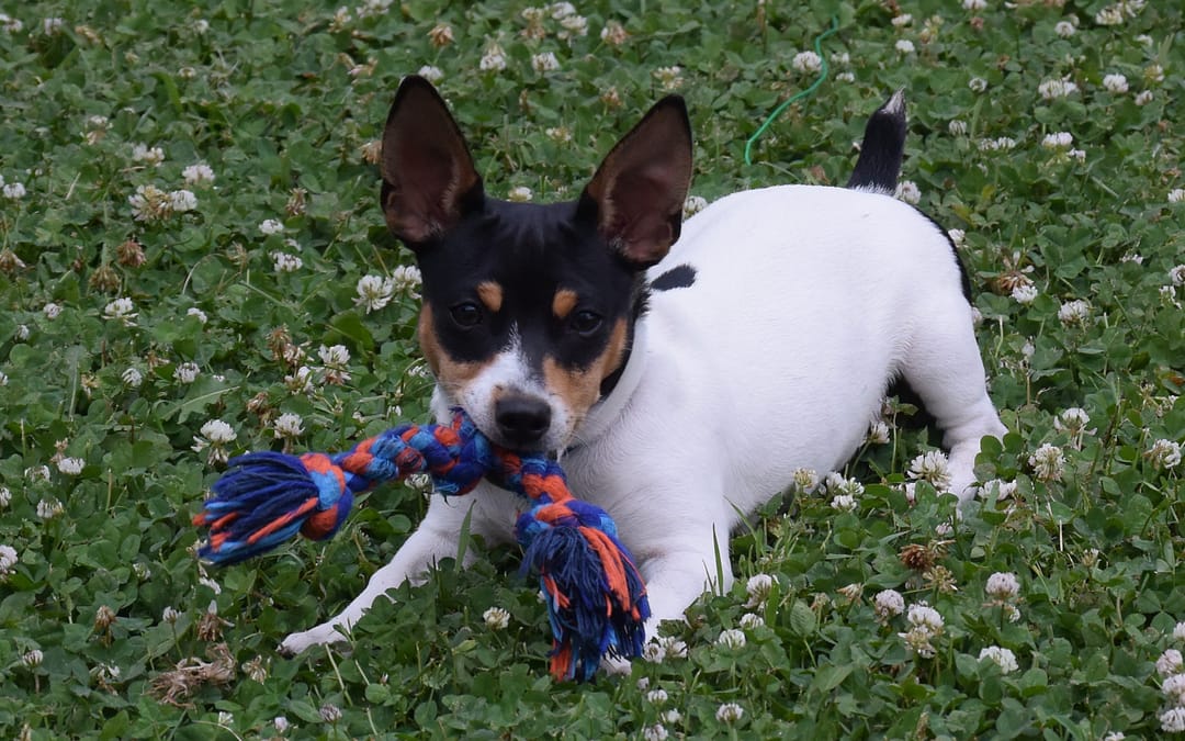 Best Dog For Seniors, My Parent’s Dog: Mickey’s Story