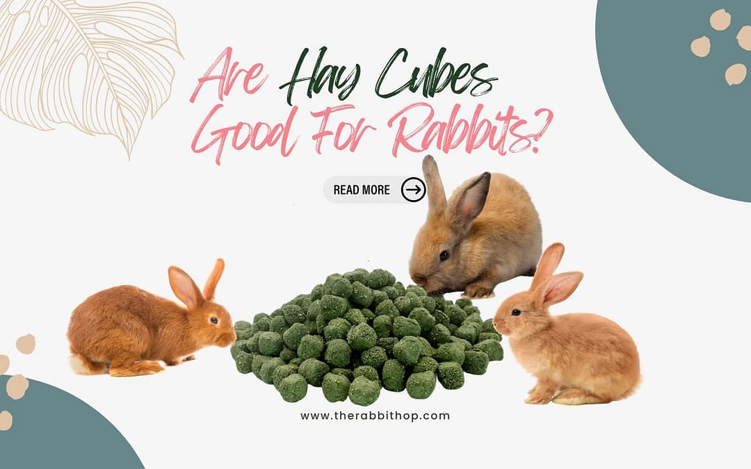 Are Hay Cubes Good For Rabbits?