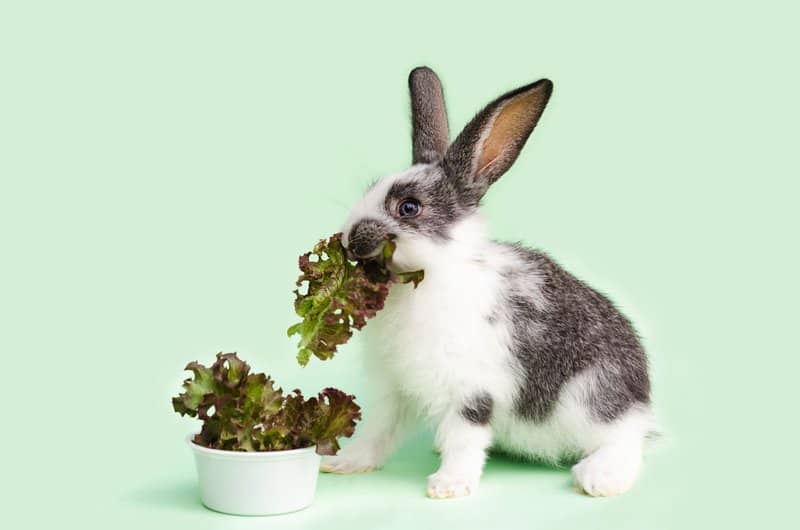 Herbs for rabbit