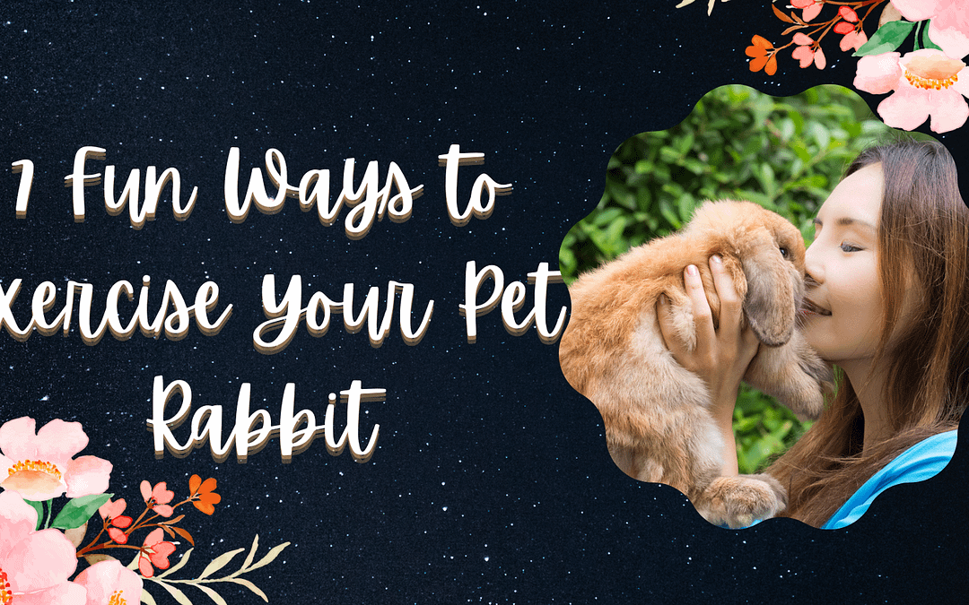 7 Fun Ways to Exercise Your Pet Rabbit