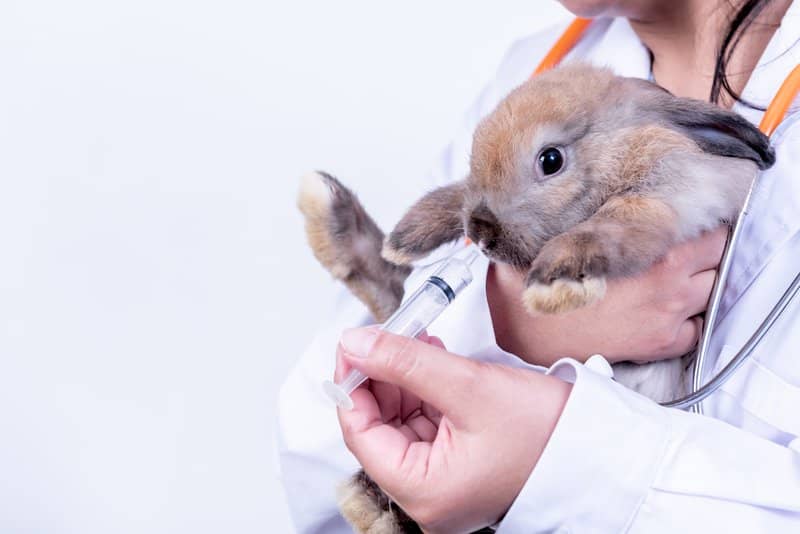 feeding a bunny using a syringe