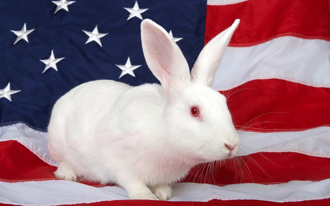 American rabbit breed
