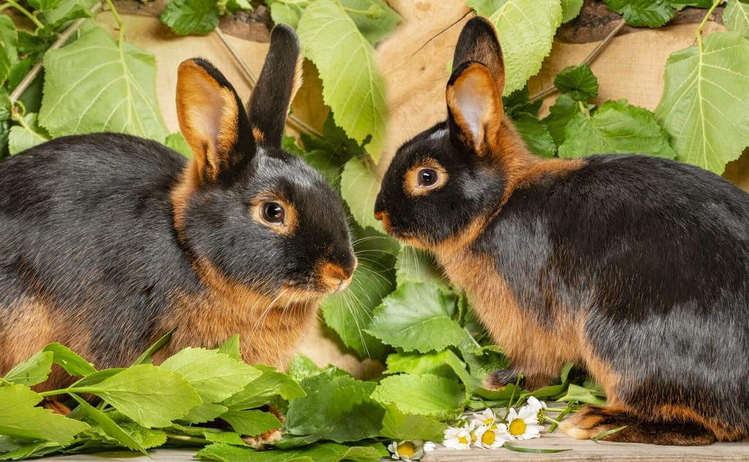 Bonded rabbits